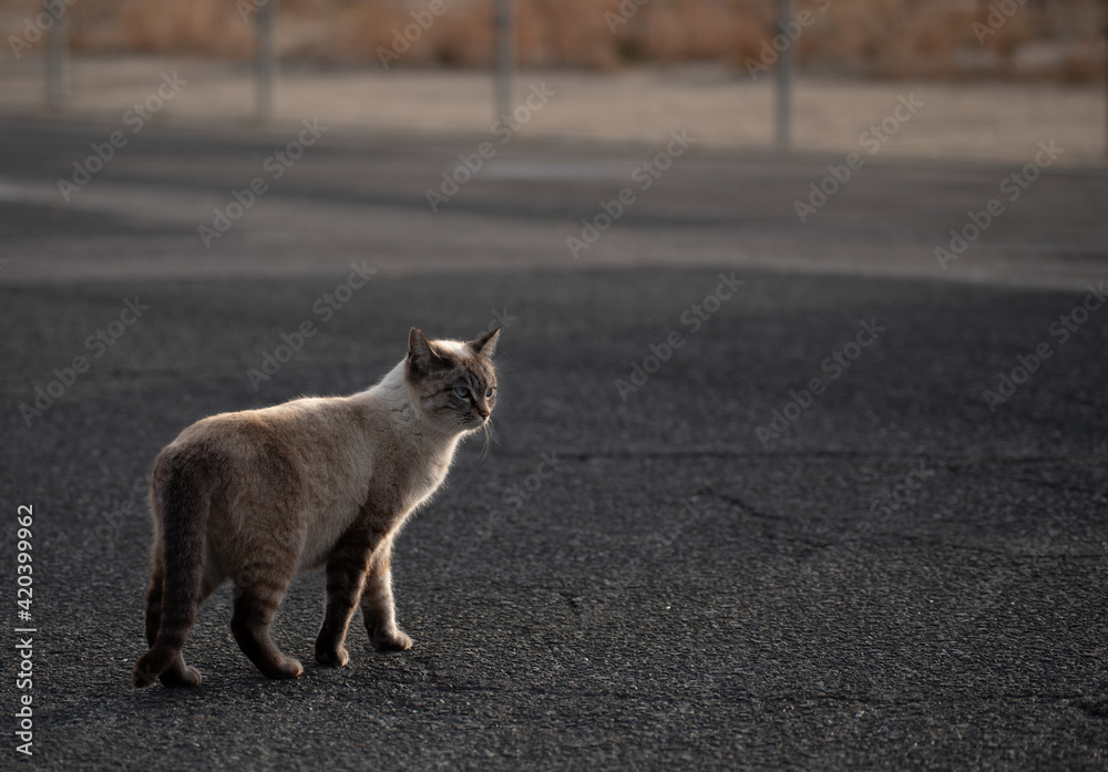 外で暮らす猫