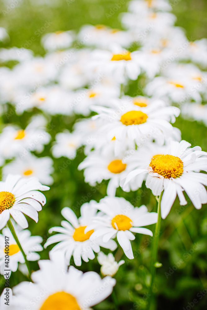 Fototapeta premium Beautiful white camomiles flowers field on green meadow. Spring, floral, blossom. Selective focus.