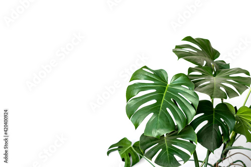 Monstera deliciosa or Swiss cheese plant on a white background. Stylish and minimalistic urban jungle interior. Empty white wall and copy space