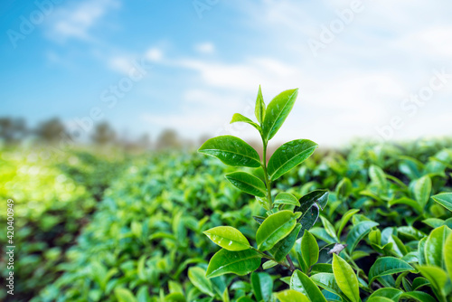 Close up of Tea pods in the field.