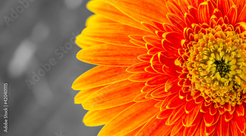 background with orange flower