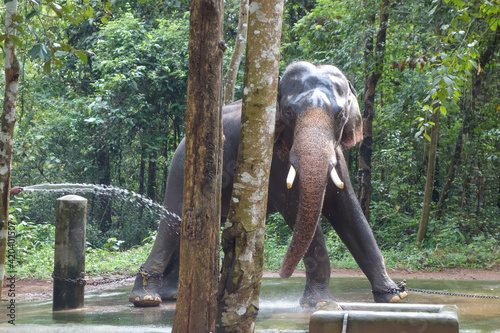 Canvas Print Elephant at Abhayaranyam Zoo in Kerala
