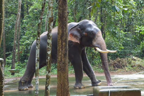 Photography Elephant at Abhayaranyam Zoo in Kerala
