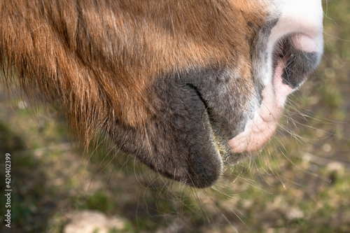 Side view of a nose, lips and mouth of a single brown horse. The mouth is slightly open and the lip hangs down a bit. Narrow depth of field, green blurred background