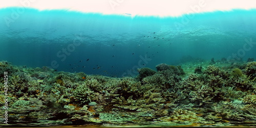 Marine life sea world. Underwater fish reef marine. Tropical colourful underwater seascape. Philippines. Virtual Reality 360.