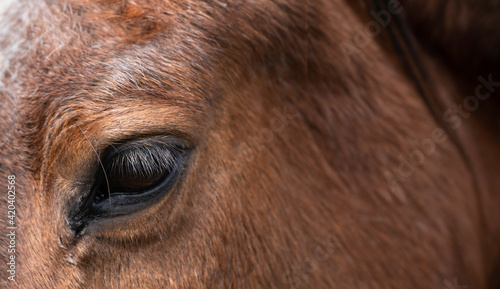 Left side of a brown horse s head and neck. Focus on the eyelashe. Narrow depth of field. Copy space