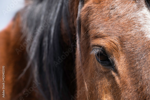 Right side of a brown horse's head and neck. Focus on the eyelashe. Narrow depth of field. Copy space