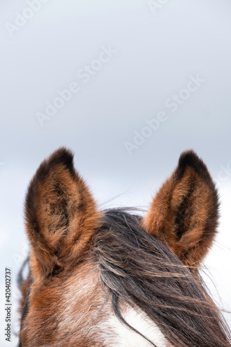 Quadro su tela Close up of both raised ears of a brown horse at blue gray cloudy sky
