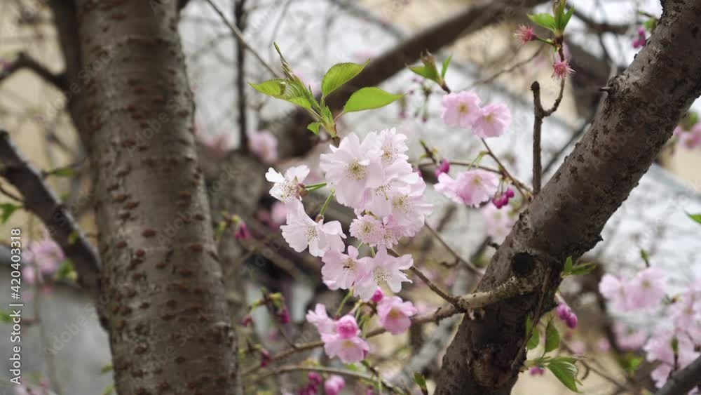 Pink sakura flowers close up. Spring nature concept. Handheld shot Pink sakura flowers close up. Spring nature concept. Handheld shot