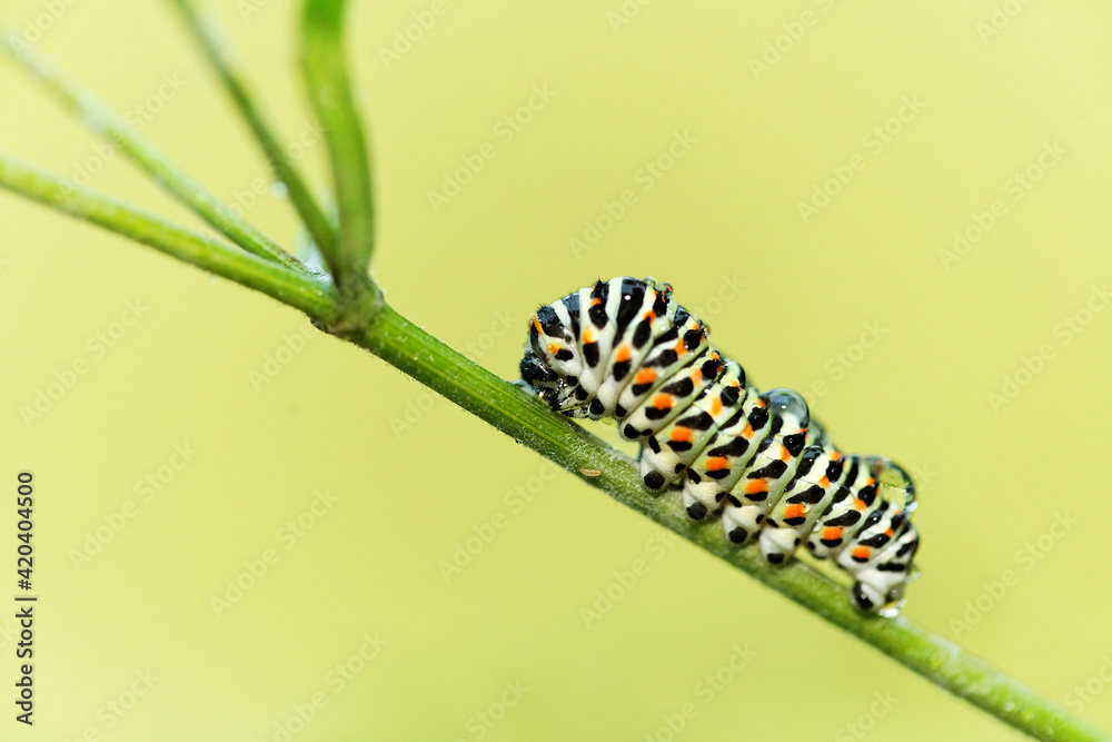 machaon