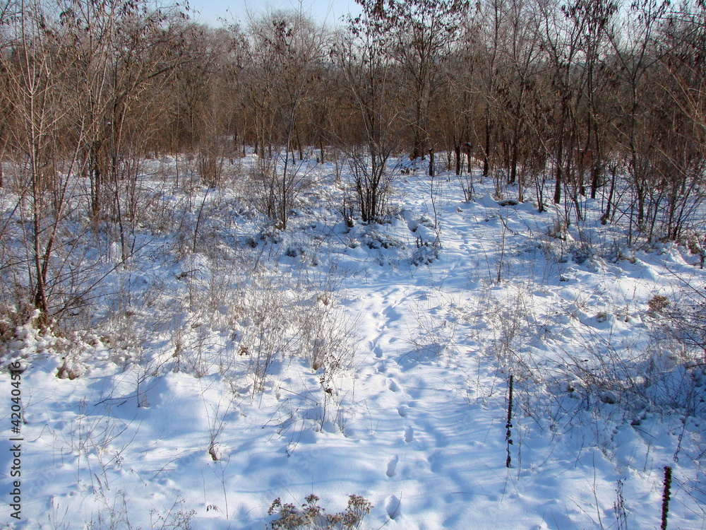 Panorama of the Dnieper forest on a frosty sunny day against the background of a fluffy light blue snow blanket at their feet. Panorama of the Dnieper forest on a frosty sunny day against the background of a fluffy light blue snow blanket at their feet.