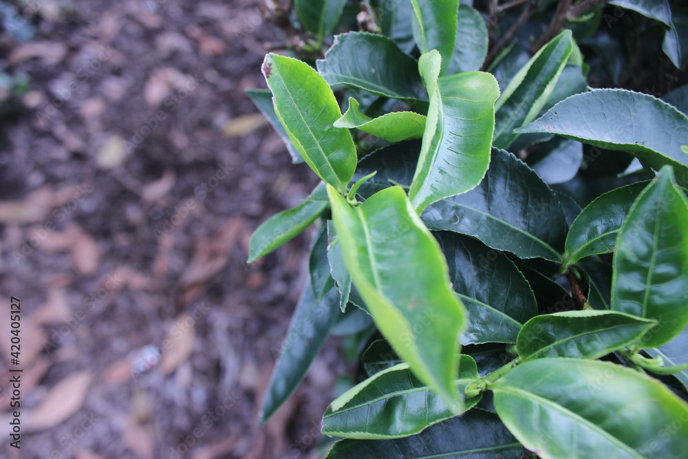 sage leaves in the garden