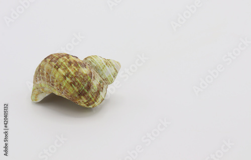 Sea shell isolated on a white background, Seashell on white background photo