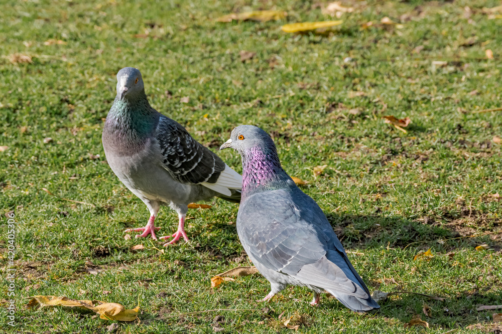 Rock Dove (Columba livia) in park, Moscow, Russia Rock Dove (Columba livia) in park, Moscow, Russia