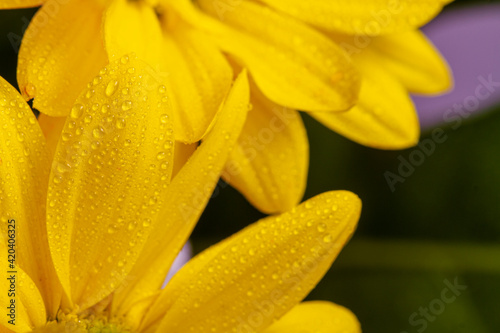 Yellow chrysanthemum close-up with dew drops.Colorful background. Colorful postcard.