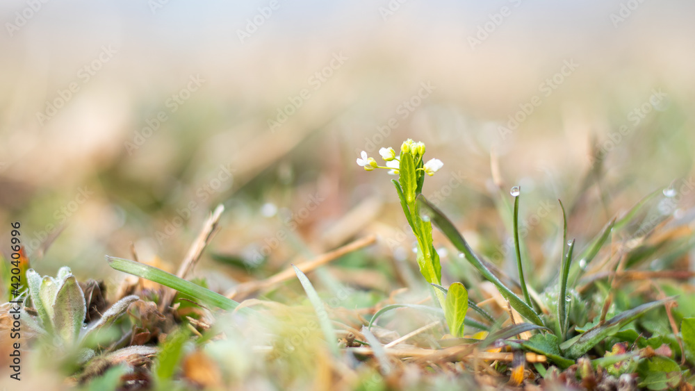 봄꽃이 핀 들판(Field in spring)
