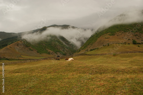 cows in a mountain pasture. cows lie on the grass against the background of clouds covering the mountains