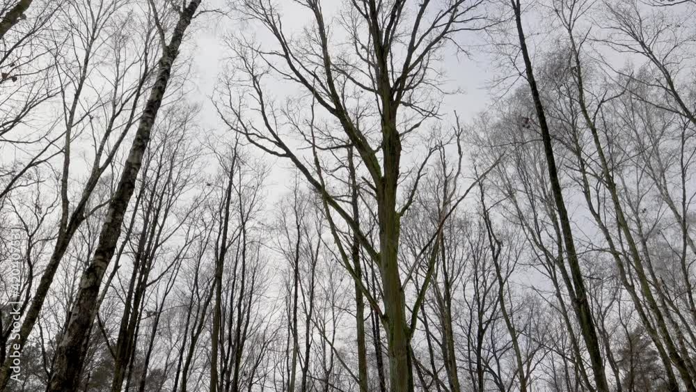 Branchy trees in Kampinos Forest National Park near Warsaw, Masovia region of Poland, 4k video Branchy trees in Kampinos Forest National Park near Warsaw, Masovia region of Poland, 4k video