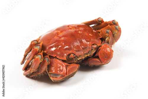 Photography Close up of Chinese mitten crab, shanghai hairy crabs isolated on white background
