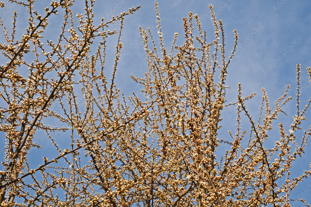 Primavera a Basiglio, Parco agricolo Sud Milano Primavera a Basiglio, Parco agricolo Sud Milano