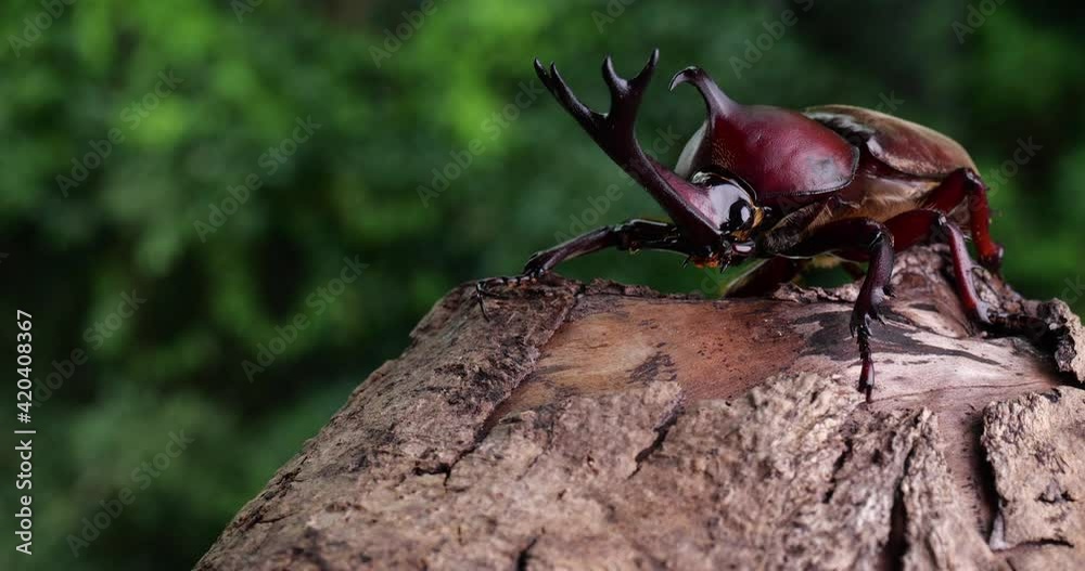 Video of dolly shooting a male beetle in the forest. Video of dolly shooting a male beetle in the forest.