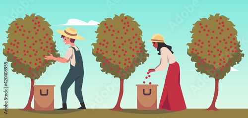 Coffee farmers picking harvest of coffee beans flat vector illustration.