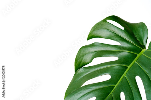Monstera deliciosa or Swiss cheese plant on a white background. Stylish and minimalistic urban jungle interior. Empty white wall and copy space.