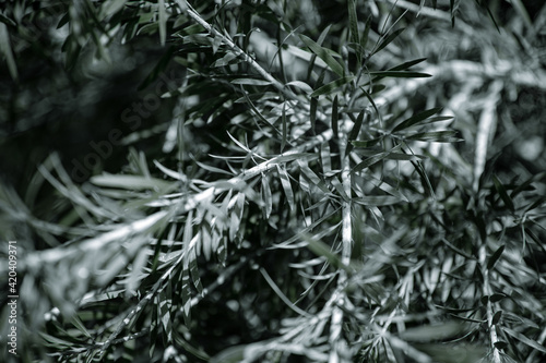 Close-up of branches and leaves of an olive tree.