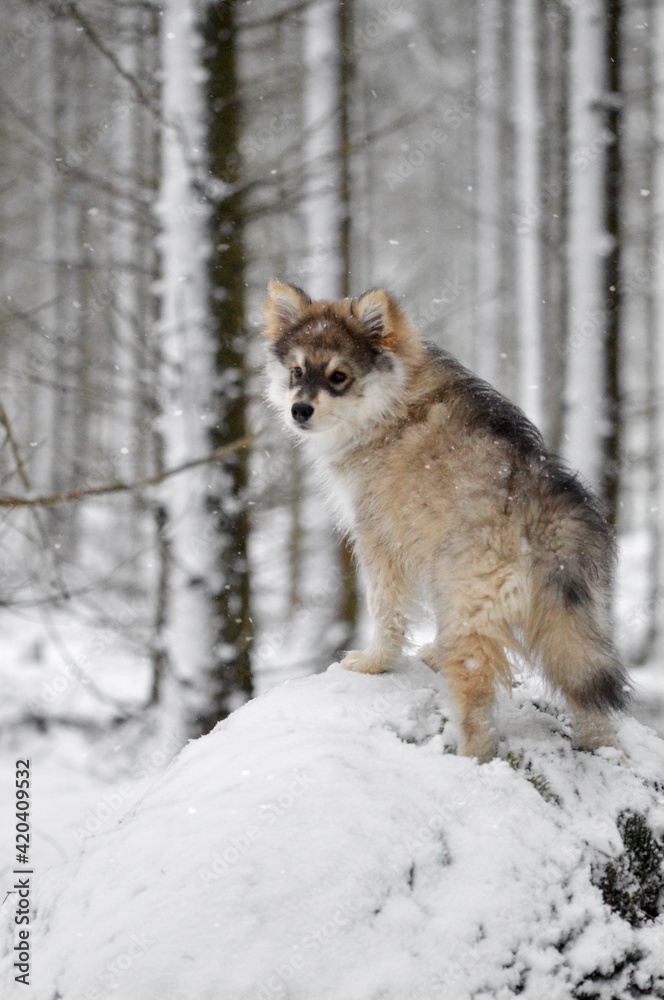 Obraz premium Portrait of a young puppy Finnish Lapphund dog