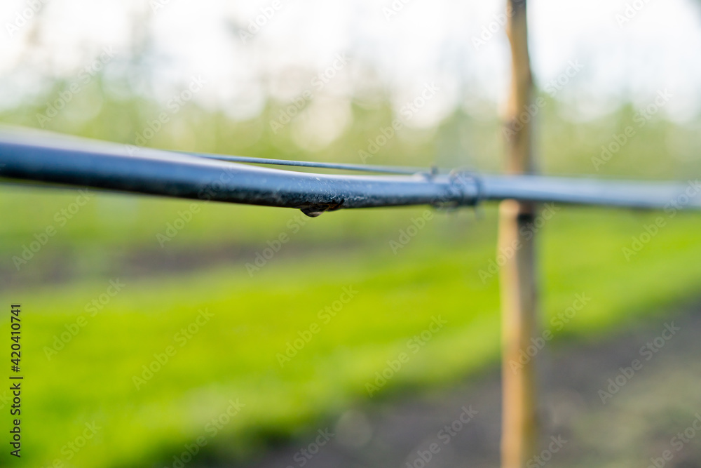 Using drip irrigation in a young apple tree garden