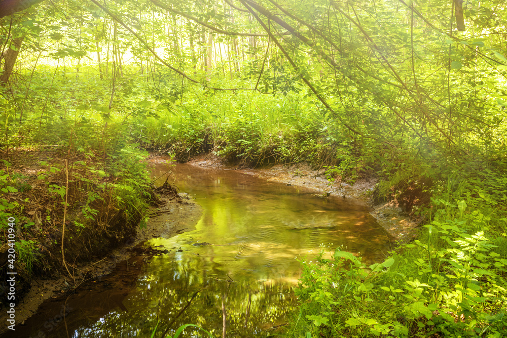 Beautiful summer landscape - forest stream illuminated by golden rays of the bright sun Beautiful summer landscape - forest stream illuminated by golden rays of the bright sun