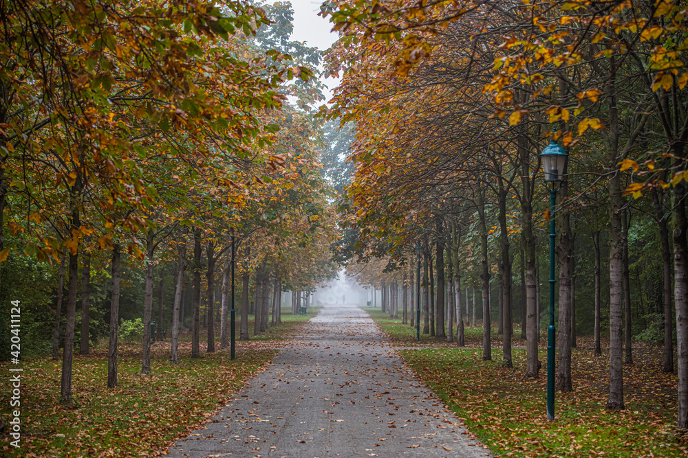 Naklejka premium path in green forest on misty morning