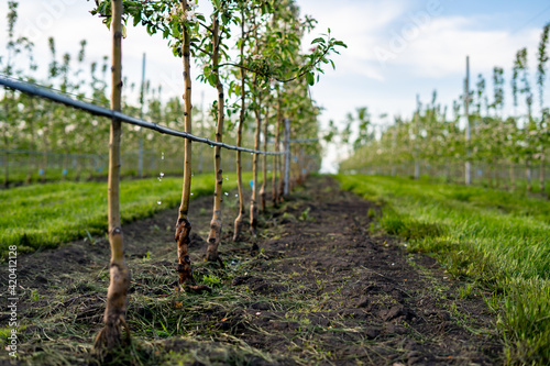 Using drip irrigation in a young apple tree garden photo
