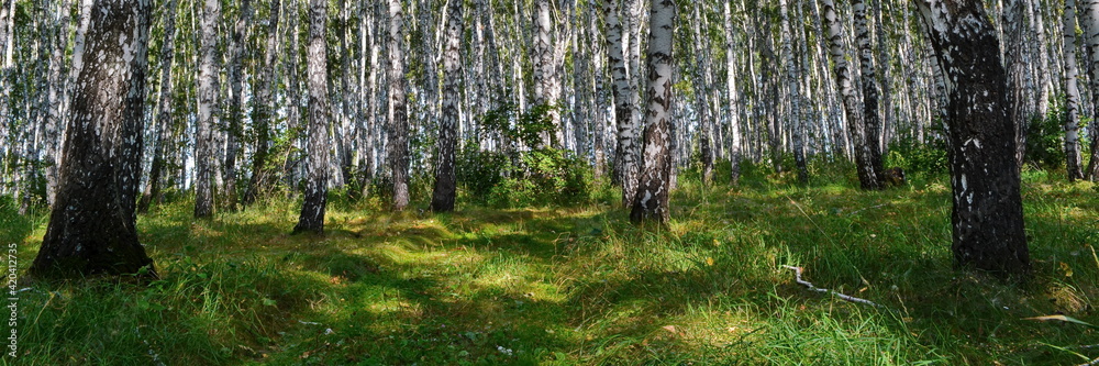 Widescreeen panoramic view on thick wild birch grove with green fresh grass on lawns, between white trunks of trees is invisible winding path in summer day. Beautiful nature forest background Widescreeen panoramic view on thick wild birch grove with green fresh grass on lawns, between white trunks of trees is invisible winding path in summer day. Beautiful nature forest background