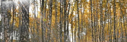 Widescreeen panoramic view on thick birch grove with yellow foliage in autumn day against bright rays of sun shine and glare. Beautiful fall nature forest background