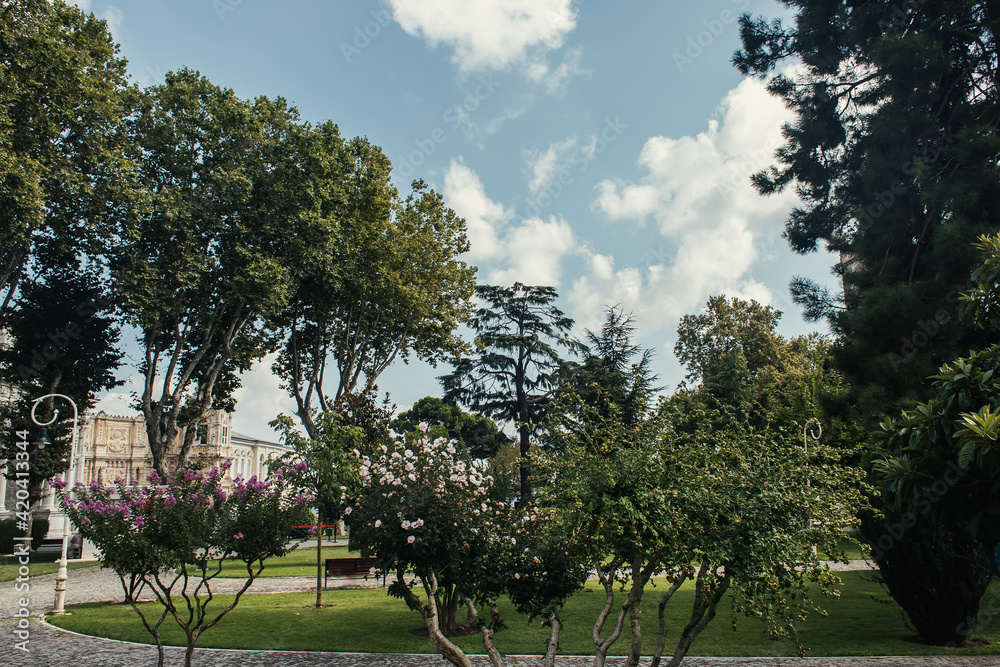 Blooming bushes on urban street in city