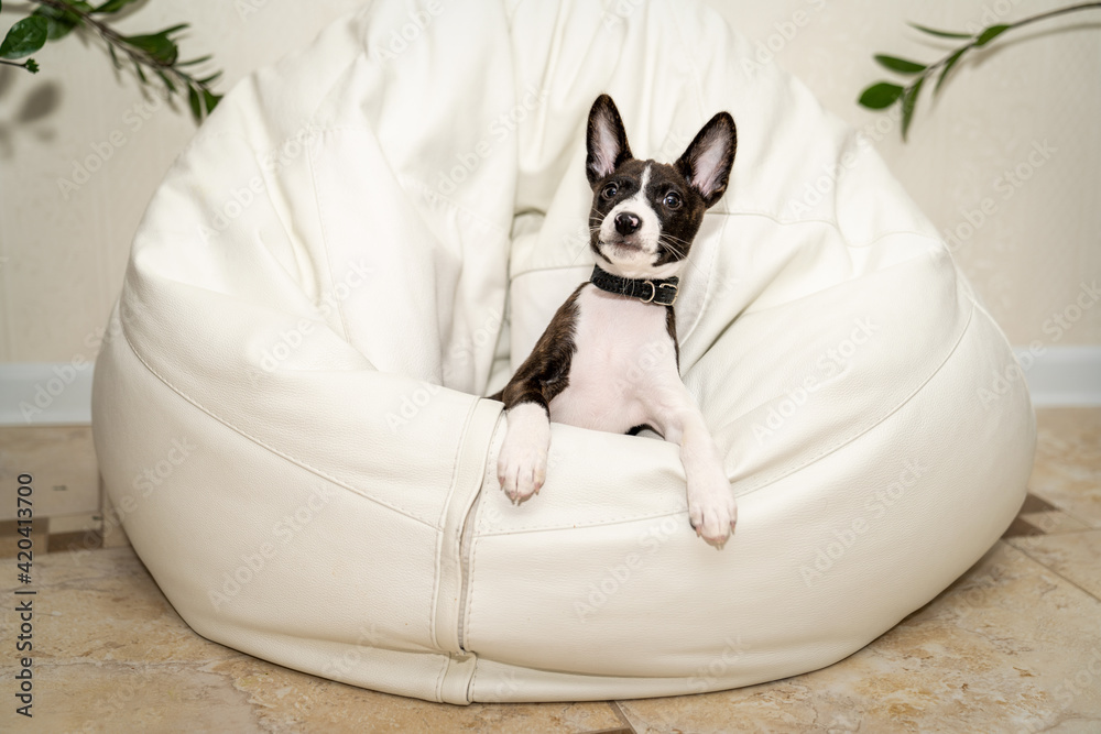 Basenji puppy sits in a chair with his ears pricked up