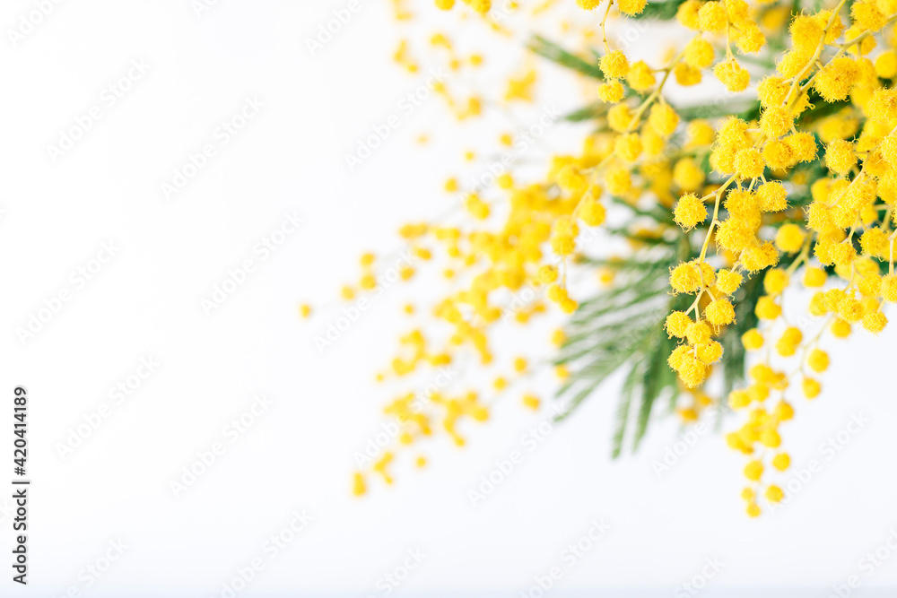 Fresh mimosa flower branches close up. Spring floral abstract background	 - obrazy, fototapety, plakaty 