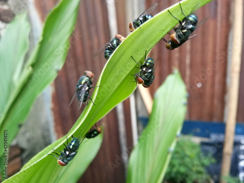 fly on a leaf