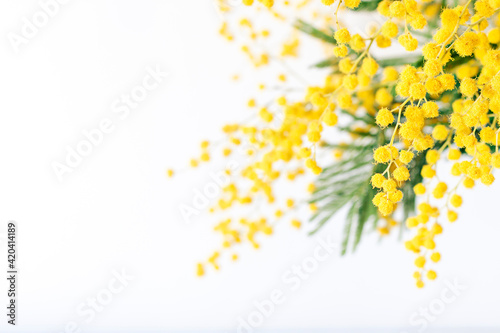 Fresh mimosa flower branches close up. Spring floral abstract background	