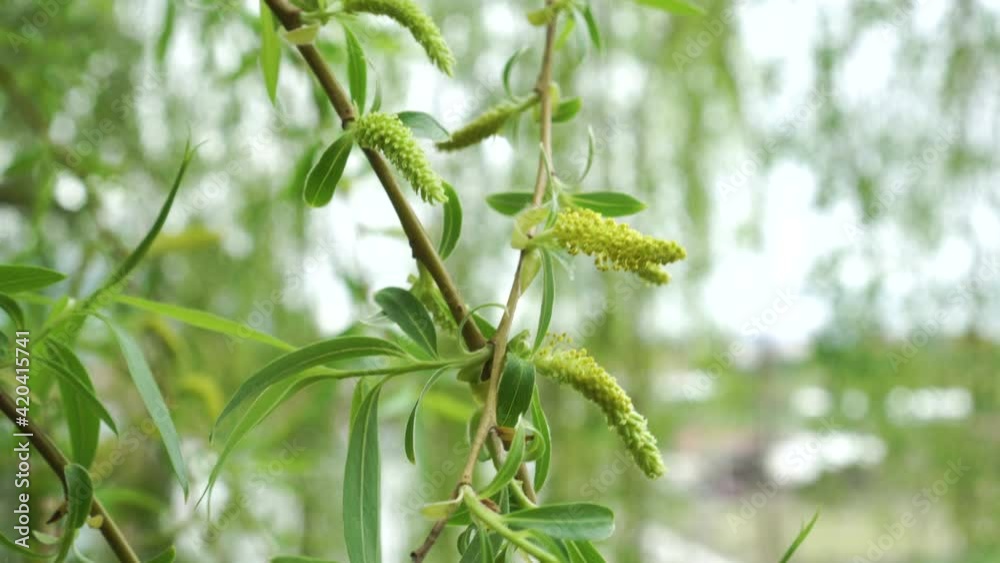 Weeping willow catkins close-up in windy spring weather. Handheld shot Weeping willow catkins close-up in windy spring weather. Handheld shot