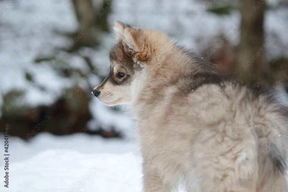 Obraz premium Portrait of a young puppy Finnish Lapphund dog