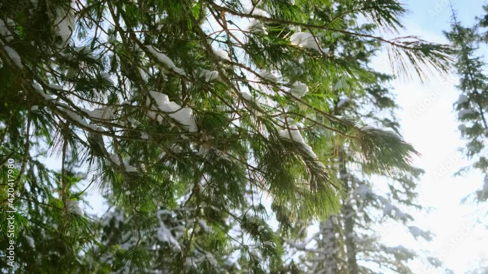 Snow falls from spruce branches, bright sunlight. Beautiful winter, New Year, Christmas concept.
