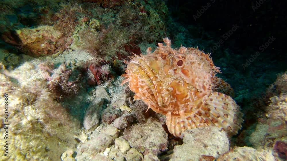 Underwater wildlife - Mediterranean scorpion fish close to the camera