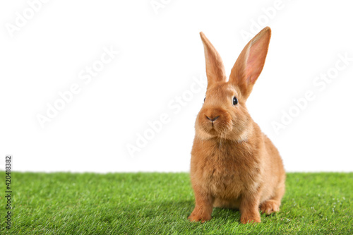 Cute bunny on green grass against white background, space for text. Easter symbol © New Africa