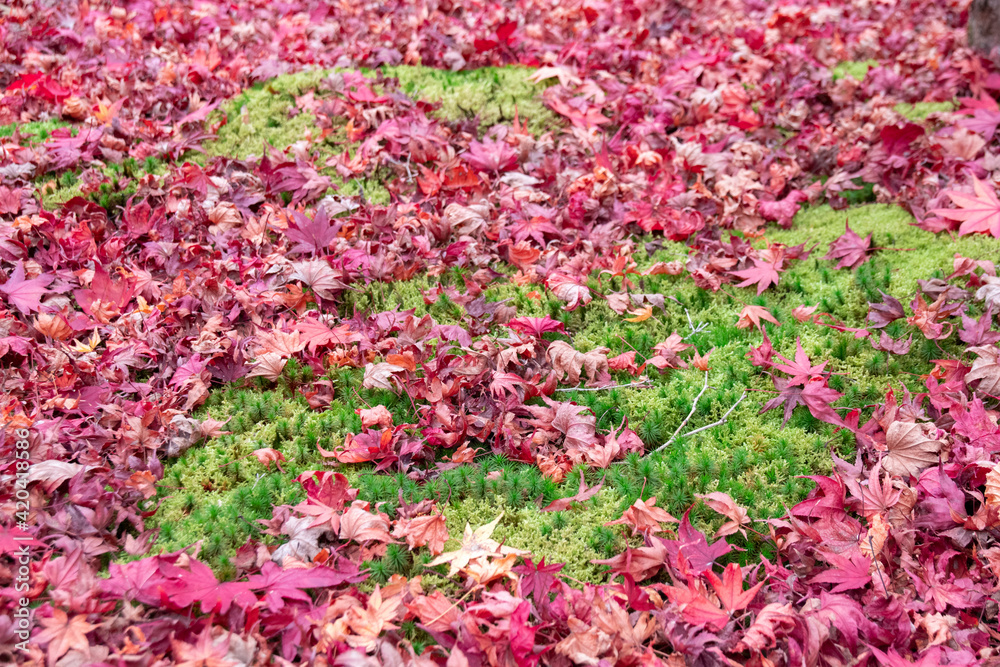 赤の紅葉と緑の苔のコントラストが美しい地面 The beautiful contrast of green ground covered with moss and maple red leaves