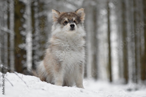 Portrait of a young puppy Finnish Lapphund dog