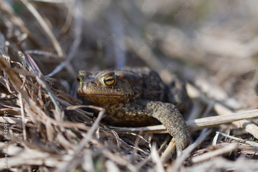 Large brown toad with yellow eyes among the grass Large brown toad with yellow eyes among the grass