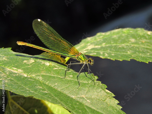 close up of a dragonfly