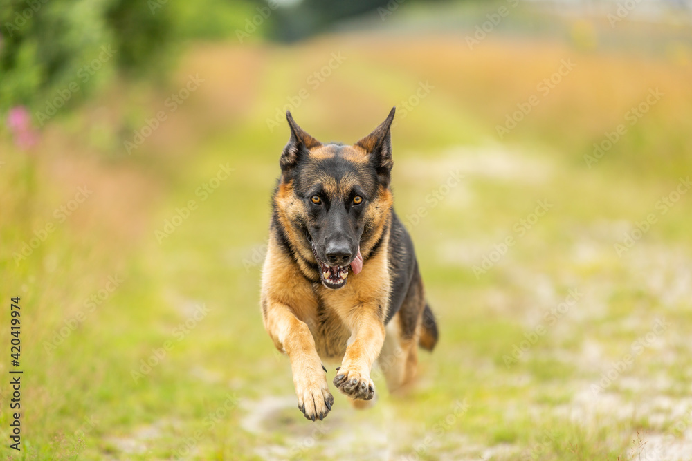 A beautiful young female German Shepherd comes galloping at full speed right to the camera with her front legs and head in close up against a blurred background